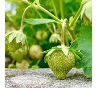 Semi di fragola, semi rari fragola, da colonnari resistenti colonnare da balcone resistenti per il giardino acquistarere giardino 200pcs