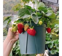 semi di fragole balcone - biologici regali giardino appartamento resistenti 85pcs