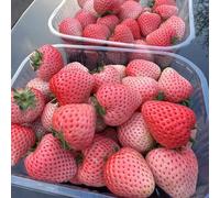 semi di fragole balcone - biologici regali giardino resistenti 50pcs