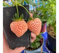 semi di fragole balcone - biologici regali giardino vecchie varietà letti rialzati rampicanti resistenti 400pcs