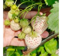 semi di fragole balcone - esotica letto rialzato biologici regali giardino Pasqua 200pcs