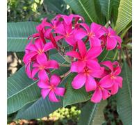 Semi di frangipane - per gli amanti del giardino semi di selvatici vecchie varietà selvatici raro estivi decorazioni da giardino per esterni come bomboniera 250pcs