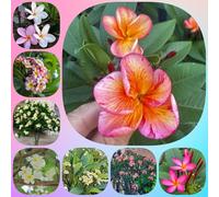 Semi di frangipane, semi di plumeria, autunnali resistenti decorazione floreale serre da balcone regali per gli amanti del giardino semi di selvatici 300pcs