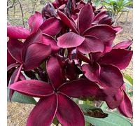 Semi di frangipane, semi di plumeria, baumsamen per luoghi soleggiati serre da balcone resistenti per il giardino acquistarere semi di rare regali per gli 150pcs