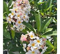 Semi di frangipane, semi di plumeria, d'appartamento da esterno resistenti rare resistenti per il giardino regali per giardinieri semi biologici giardino di 125pcs