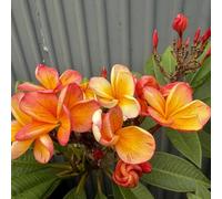 Semi di frangipane, semi di plumeria, per luoghi soleggiati acquistarere semi di semi di serre da balcone regali per gli amanti del 20pcs