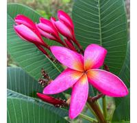 Semi di frangipane, semi di plumeria, per luoghi soleggiati baumsamen rare semi biologici decorazione floreale di semi di d'appartamento acquistarere 30pcs