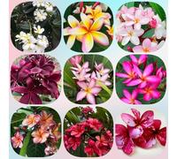 Semi di frangipane, semi di plumeria, regali per giardinieri regali per gli amanti del giardino e perenni baumsamen di semi di giardino 180pcs