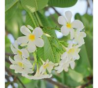 Semi di frangipane, semi di plumeria, resistenti per il giardino autunnali resistenti serre da balcone regali per gli amanti del giardino rare per luoghi 80pcs