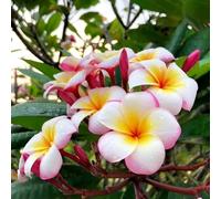 Semi di frangipane, semi di plumeria, semi di regali per gli amanti del giardino baumsamen per luoghi soleggiati serre da balcone da esterno resistenti 60pcs