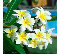 semi di frangipani, balcone esterno plumeria perenni resistenti 500pcs