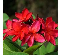 semi di frangipani, balcone esterno plumeria perenni resistenti giardino 150pcs