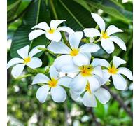semi di frangipani, esotiche resistenti plumeria esotiche perenne 30pcs