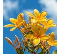 semi di frangipani, giardino perenni resistenti plumeria all'esterno in vaso 100pcs