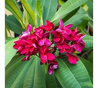 semi di frangipani, giardino plumeria perenni resistenti all'esterno balcone 10pcs