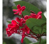 semi di frangipani, giardino sul balcone plumeria resistenti esotiche 50pcs