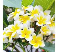 semi di frangipani, in vaso esterno resistenti plumeria perenni 200pcs