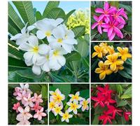 semi di frangipani, perenni resistenti balcone plumeria esterni 120pcs