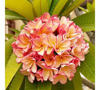 semi di frangipani, perenni resistenti plumeria giardino sul balcone esterno 250pcs