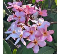 semi di frangipani, plumeria - balcone d'appartamento esotiche interno Aiuole rialzate per il giardino, 500pcs
