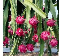 Semi di frutto del drago - comprare da frutto semi di raro esotico da balcone per giardinieri serre balcone colonnari colonnare nani, 150pcs