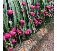 Semi di frutto del drago - frutto colonnare da nani, resistenti semi di da balcone serre balcone esotico per giardinieri frutteto 150pcs