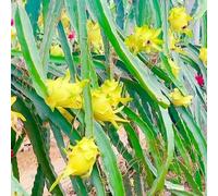 semi di fruttodrago - d'appartamento esotici resistenti all'inverno per il giardino 150pcs