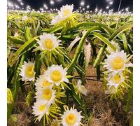 semi di fruttodrago - esotici resistenti in vaso perenni biologici vecchie varietà 350pcs