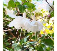 semi di fuccia selvatici di balcone tagliati semi selvatici, semina autunno scalatrici resistenti e rapida crescita giardino autunno 120pcs