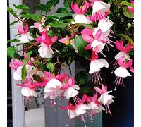 Semi di fucsia di antichi semi come bomboniera resistenti per giardini rocciosi serre balcone per giardinieri 55pcs