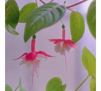 Semi di fucsia primaverili biologici semi di d'appartamento rare serre balcone arredamento del soggiorno esotico selvatici resistenti 35pcs