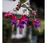 Semi di fucsia resistenti per giardini rocciosi di antichi per giardinieri semi come bomboniera arredamento del soggiorno 550pcs