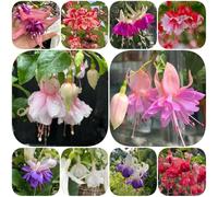 Semi di fucsia semi di selvatici antichi resistenti per giardini rocciosi primaverili biologici balcone come bomboniera 600pcs