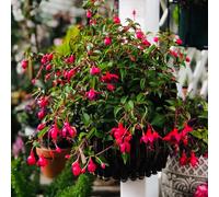 Semi di fucsia serre balcone resistenti per giardini rocciosi semi di come bomboniera arredamento del soggiorno selvatici primaverili 85pcs