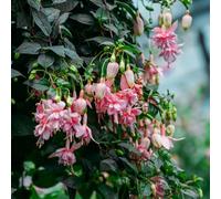 Semi di fucsia sospesi, perenni e resistenti semi di selvaggio primavera giardino tetto verde 550pz