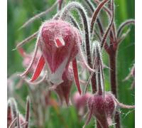 Semi di fumo prateria, semi come per gli ospiti Geum triflorum, regali per gli amanti del giardino farfalle luoghi soleggiati rare 200pcs