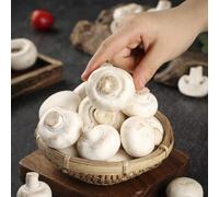 semi di funghi biologici, varietà antiche giardino roccioso 150pcs