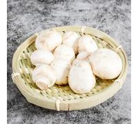 semi di funghi - cucina da giardino interna tradizionale 50pcs