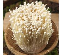 Semi di funghi Enoki, biologici Semi freschi di Enoki, Coltiva tuoi orto semi di invernali 200pcs