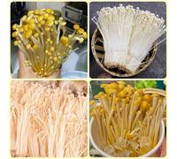 Semi di funghi Enoki, di invernali Semi freschi di Enoki, coltivare Coltiva tuoi semi di per da balcone 250pcs