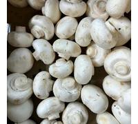 Semi di funghi, giardino antiche varietà di balcone rialzato 50pcs