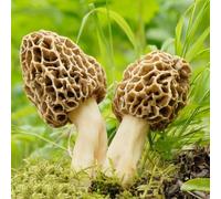 semi di funghi morille balcone di serro, montagna insolito funghi esotici medicinali a prova 50pcs
