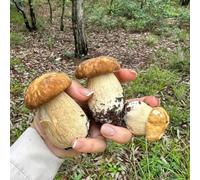 semi di funghi porcini balcone serra giardino interno orto resistente antiche varietà balcone rialzato con letto resistenti in vaso 200pcs