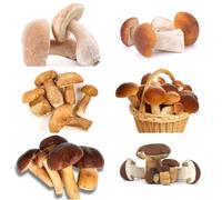 semi di funghi porcini di alta qualità ombra resistenti Boleto balcone varietà perenne antiche montagna 400pcs