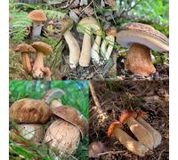 semi di funghi porcini, semi tetto verde resistenti per giardino, balcone resistenti, 500pcs