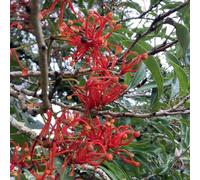 semi di fuoco - biologiche vecchie varietà decorativa appartamento interno perenni 5pcs