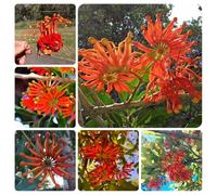 semi di fuoco - decorative perenni resistenti 25pcs