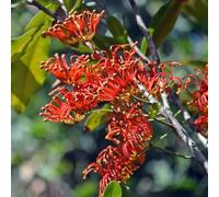 semi di fuoco - esotiche balcone giardino rare interno biologiche vecchie varietà decorazione 30pcs