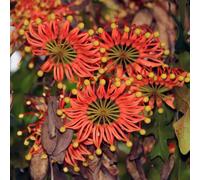 semi di fuoco - esterno resistenti giardino decorativa appartamento interno esotiche balcone 10pcs