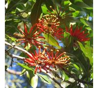 semi di fuoco - estremamente resistenti balconi decorazione 20pcs